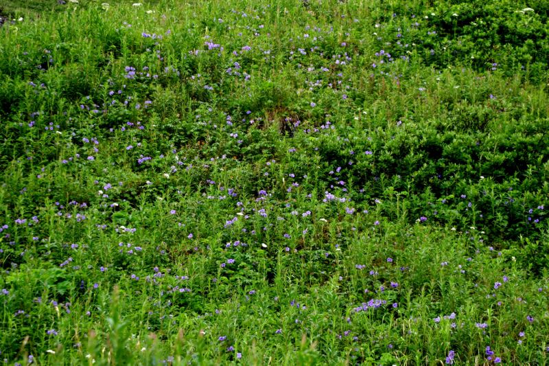 070404 Hope Hatcher Montana Creek (10147)